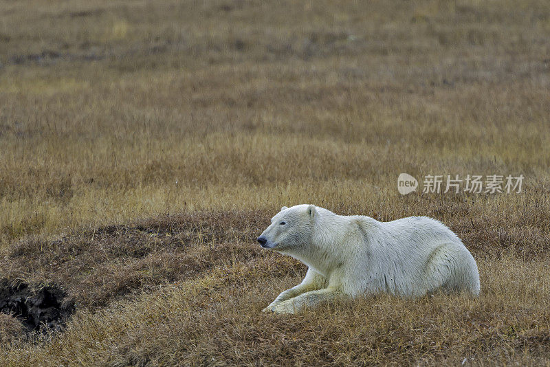 北极熊(Ursus maritimus)是一种土生土长的北极熊，主要生活在北极圈内，包括北冰洋及其周围的海洋和陆地。在巴特岛的海滩上等待着海水结冰以便捕猎海豹